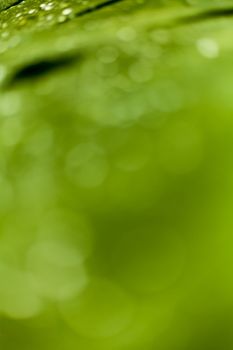 Beautiful bokeh  background - Water drops on the green banana leaf.