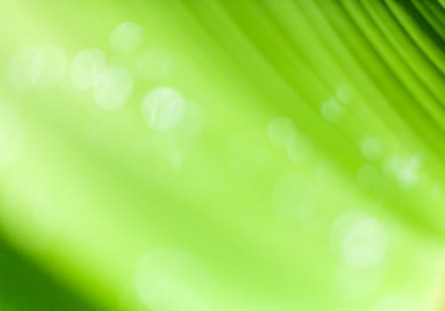 Beautiful bokeh  background - Water drops on the green banana leaf.