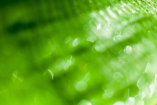 Beautiful bokeh  background - Water drops on the green banana leaf.