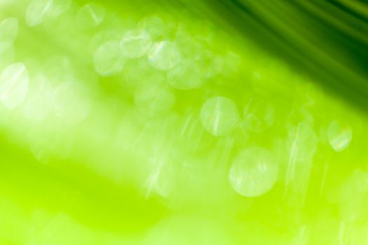 Beautiful bokeh  background - Water drops on the green banana leaf.