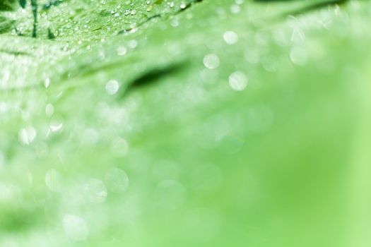 Beautiful bokeh  background - Water drops on the green banana leaf.