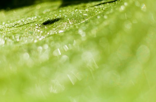 Beautiful bokeh  background - Water drops on the green banana leaf.