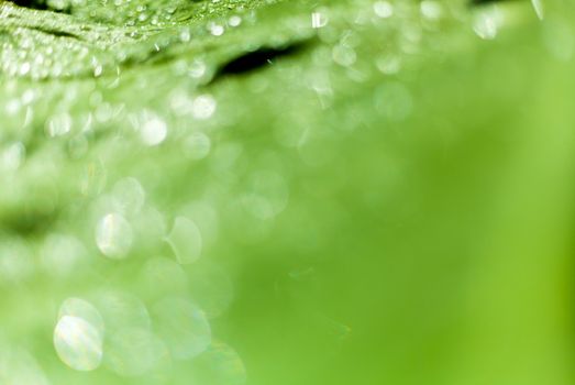 Beautiful bokeh  background - Water drops on the green banana leaf.