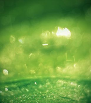 Beautiful bokeh  background - Water drops on the green banana leaf.