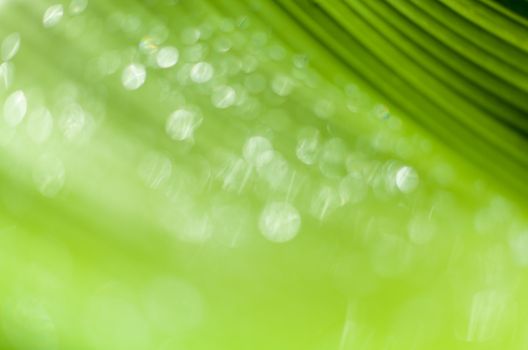 Beautiful bokeh  background - Water drops on the green banana leaf.