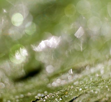 Beautiful bokeh  background - Water drops on the green banana leaf.