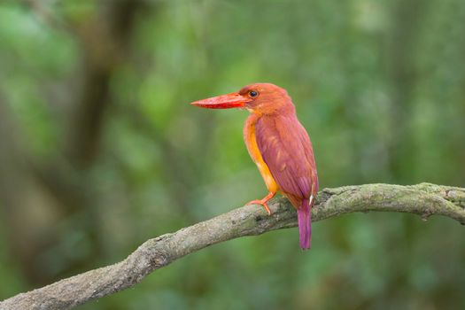 Ruddy Kingfisher alone on perch.