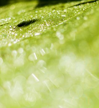 Beautiful bokeh  background - Water drops on the green banana leaf.