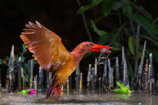 Ruddy Kingfisher catching shrimp.