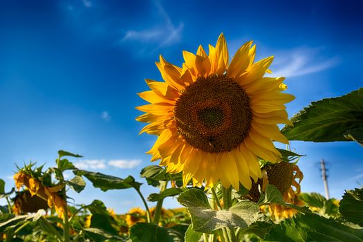 blooming sunflowers on a background sunset