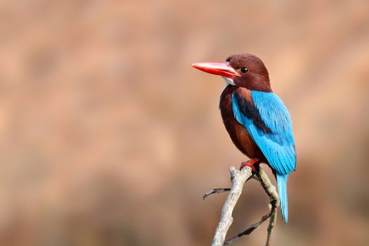 White-throated Kingfisher on branch.
