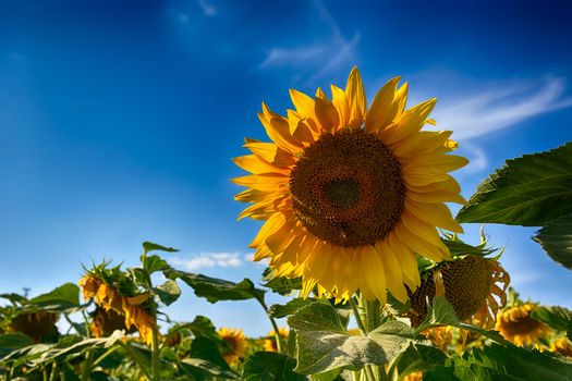 blooming sunflowers on a background sunset