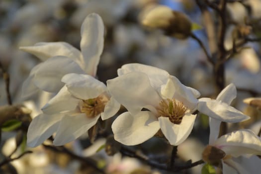 magnolia tree blossom, in sunset natural light. Selective focus