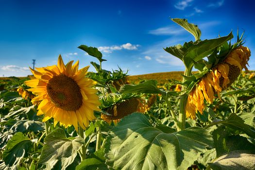 blooming sunflowers on a background sunset