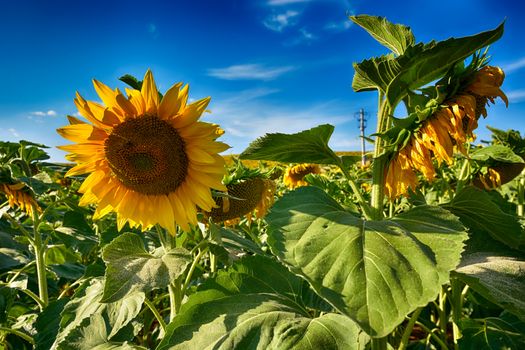 blooming sunflowers on a background sunset