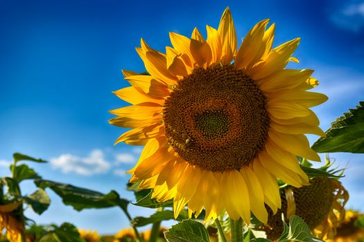 blooming sunflowers on a background sunset