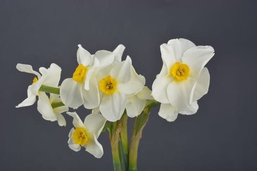 Daffodil flower