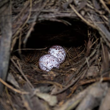 A nest filled with two Mangrove Pitta bird eggs.