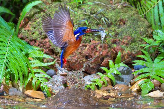 Blue-eared Kingfisher Catching Small Fish.