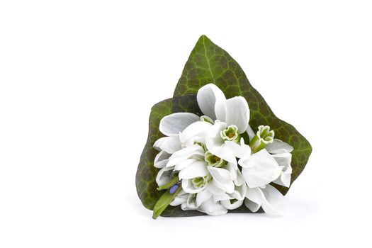 snowdrops bunch on wooden background