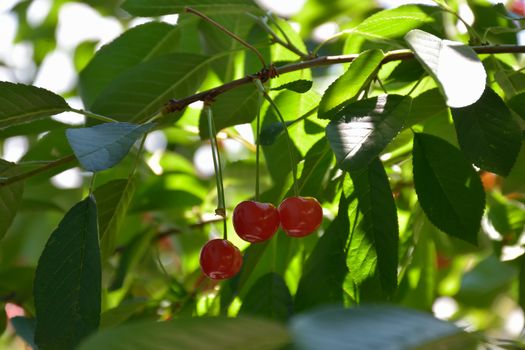 Cherry. Cherry tree in the sunny garden.