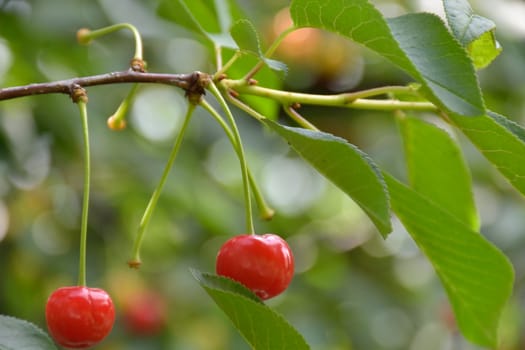 Cherry. Cherry tree in the sunny garden.