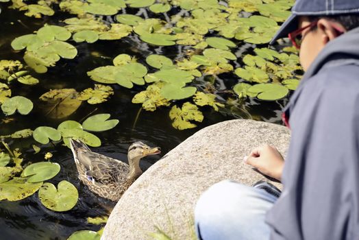 Child give food a duck on the edge of a lake in autumn.