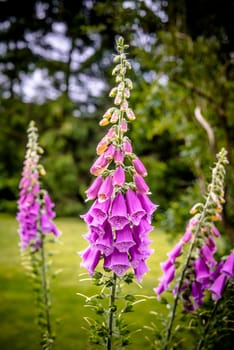 Beautiful violet Campanula flowerin a garden at summertime