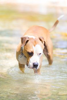 Brown and white American staffordshire terrier dog wearing collar playing in shallow riverbed.