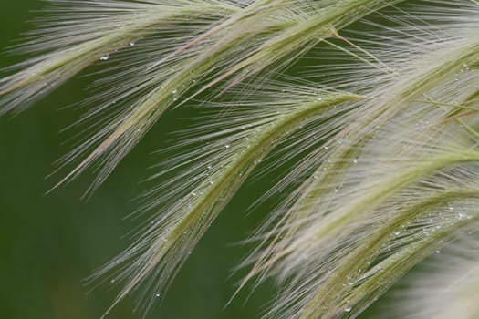 fox tail grass with water drops against a green background