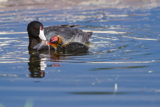 an american coot mama feeds her baby chick a dragonfly