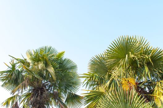 Green Coconut Tropical Palm Tree and Blue Sky