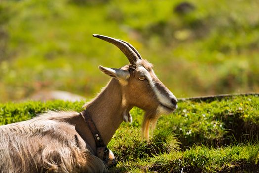 One mountain goat with horns resting on a green pasture in summer. Trentino Alto Adige, Italy