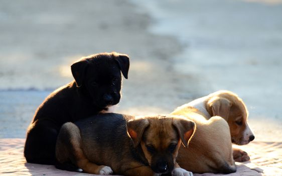 Picture of a Cute amstaff puppies