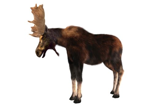 3D digital render of a male moose isolated on white background