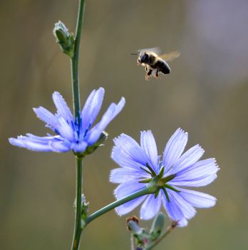 Picture of a Honey bee fly to flower