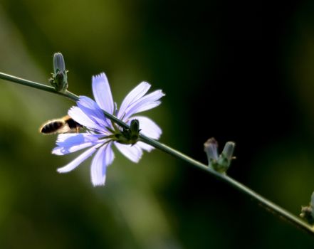 Picture of a Honey bee fly to flower