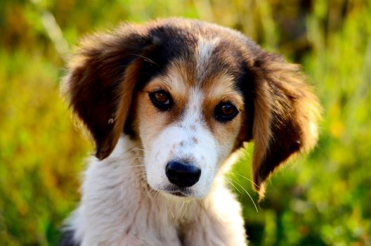 picture of a Cute stray dog. Sad puppy. 