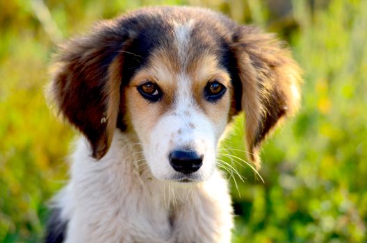 picture of a Cute stray dog. Sad puppy. 
