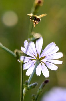 Picture of a Honey bee fly to flower