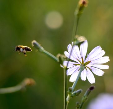 Picture of a Honey bee fly to flower