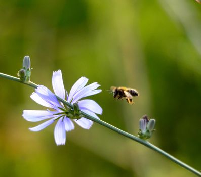 Picture of a Honey bee fly to flower