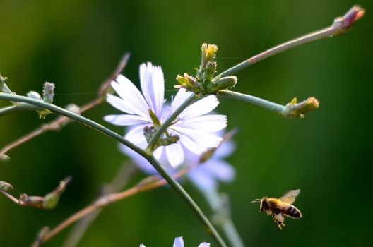 Picture of a Honey bee fly to flower