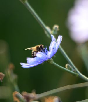 Picture of a Honey bee fly to flower