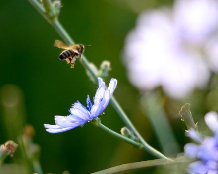 Picture of a Honey bee fly to flower