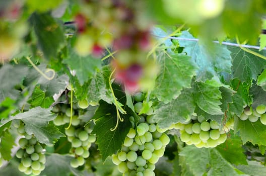 picture of a Bunch of grape in the morning