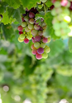 picture of a Bunch of grape in the morning