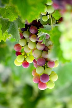 picture of a Bunch of grape in the morning