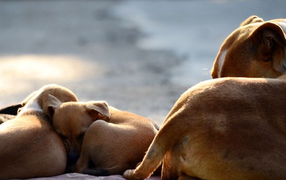 Picture of a Cute amstaff puppies