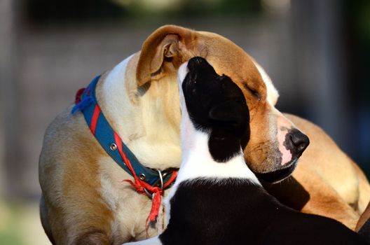 Picture of a Cute amstaff puppies